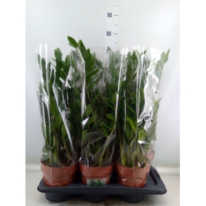 Zamioculcas zamiifolia