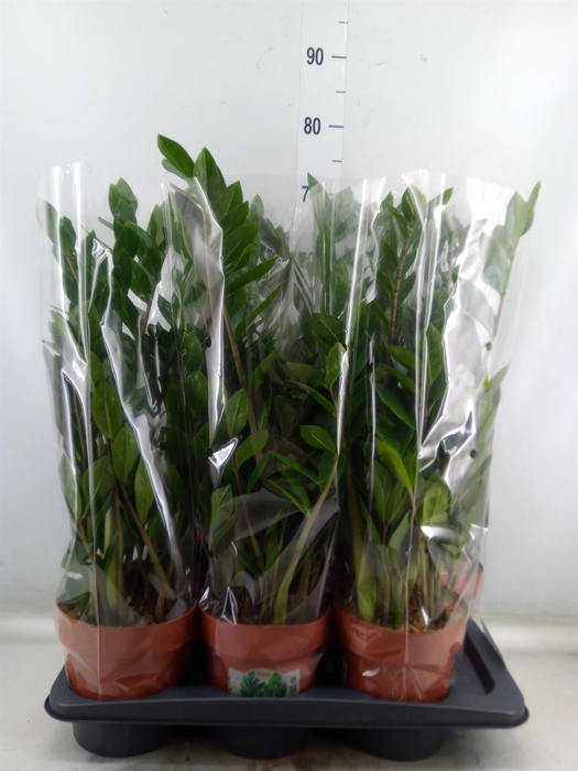 <h4>Zamioculcas zamiifolia</h4>