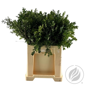 Buxus