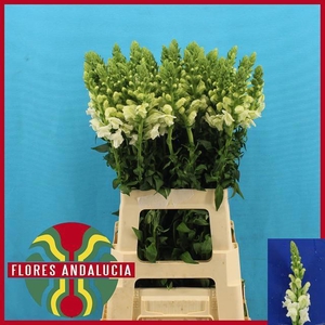 ANTIR POTO EARL WHIT