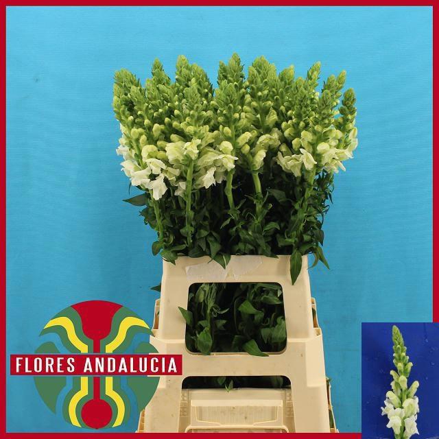 <h4>ANTIR POTO EARL WHIT</h4>