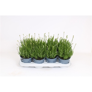 Lavandula angustifolia aromance white