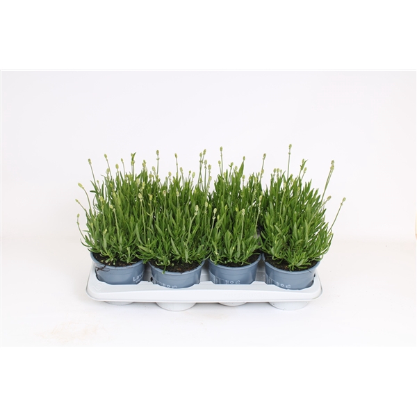 <h4>Lavandula angustifolia aromance white</h4>