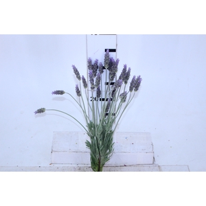 LAVANDULA CORTE 040 CM