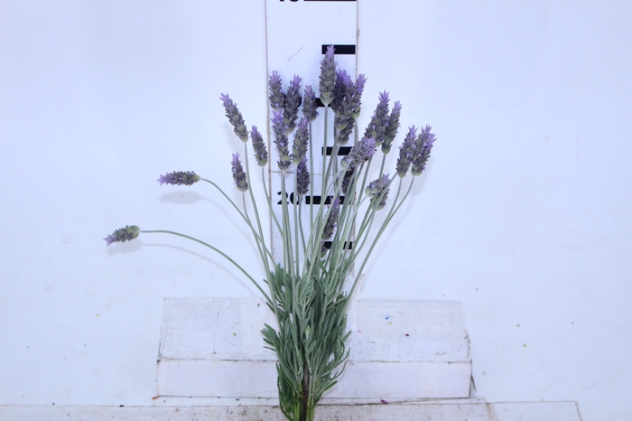 LAVANDULA CORTE 040 CM