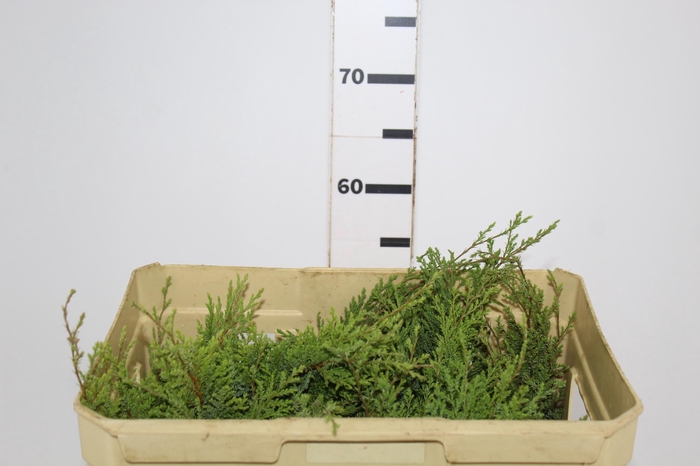 <h4>FOLHAGEM TUIA</h4>