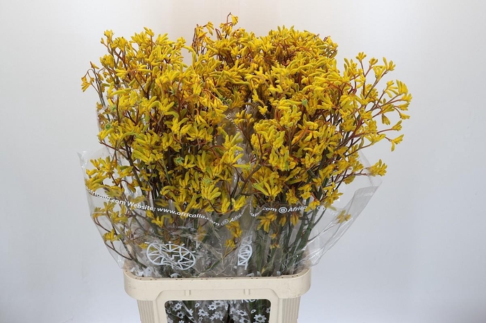 Anigozanthos Skippy Midday