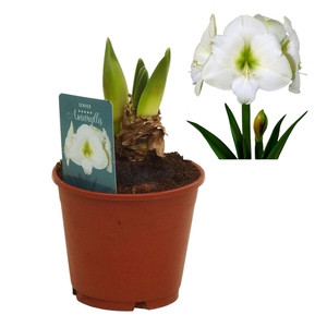 Hippeastrum Denver