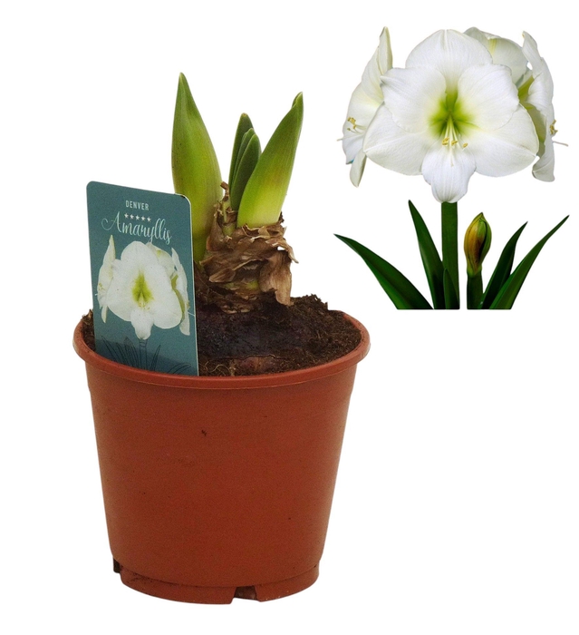 <h4>Hippeastrum Denver</h4>