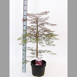 ACER PA GARNET