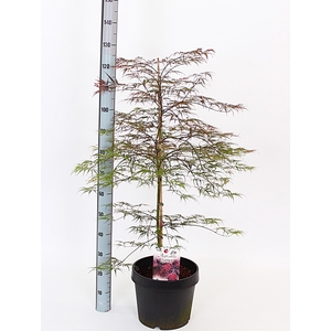 ACER PA GARNET