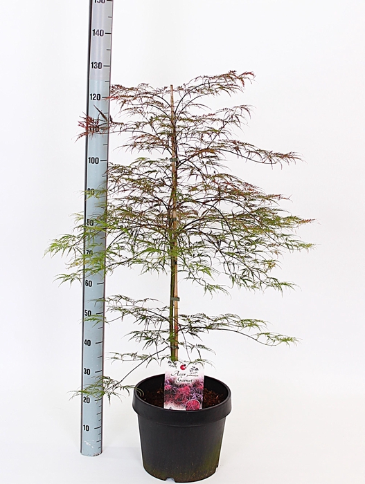 <h4>ACER PA GARNET</h4>