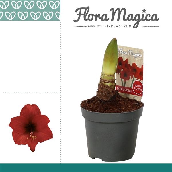 <h4>Hippeas Kolibri Top Choice 1 Steel P9</h4>