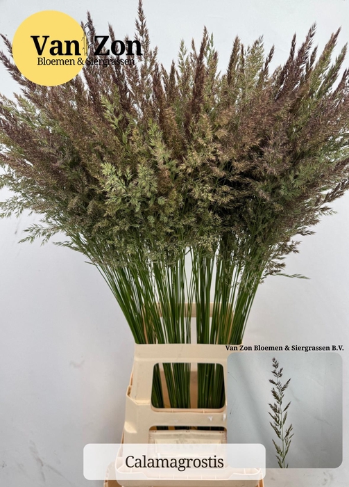 <h4>CALAMAGROSTIS BRACHY</h4>