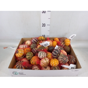 Cucurbita   ...
