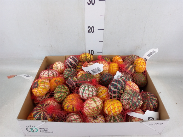<h4>Cucurbita   ...</h4>