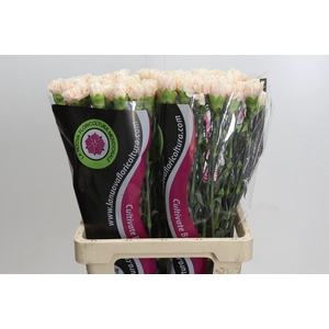 Dianthus St Lady Cappucino