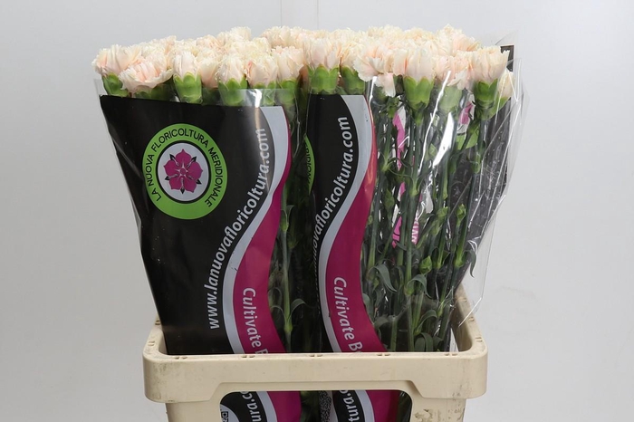 <h4>Dianthus St Lady Cappucino</h4>
