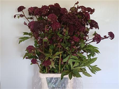 <h4>ANGELICA GIGAS*</h4>