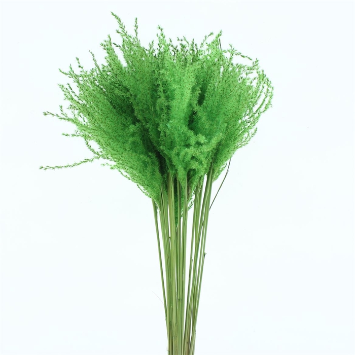 Dried Stipa Feather Mint Groen