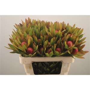 Leucad Ayoba Sky Ex Nut