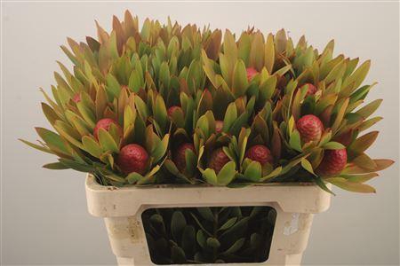 <h4>Leucad Ayoba Sky Ex Nut</h4>