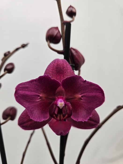 <h4>Limited 63 week 8</h4>