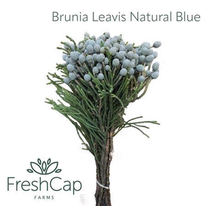 Brunia Leavis Natural Blue