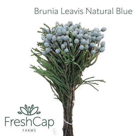 <h4>Brunia Leavis Natural Blue</h4>