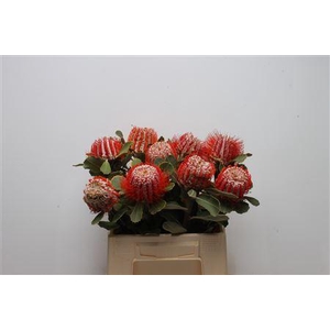 Banksia Coccinea Large