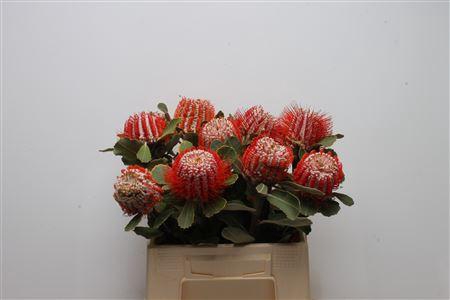 <h4>Banksia Coccinea Large</h4>