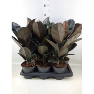 Ficus elastica 'Abidjan'