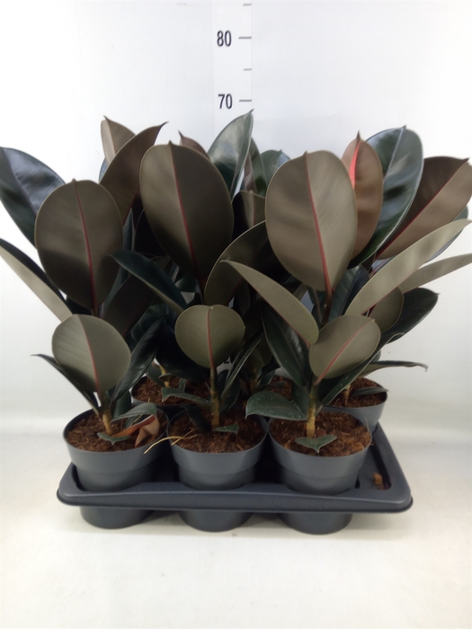<h4>Ficus elastica 'Abidjan'</h4>