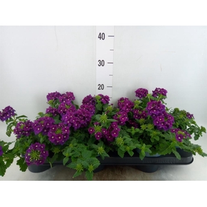 Verbena  'Lascar Burgundy'