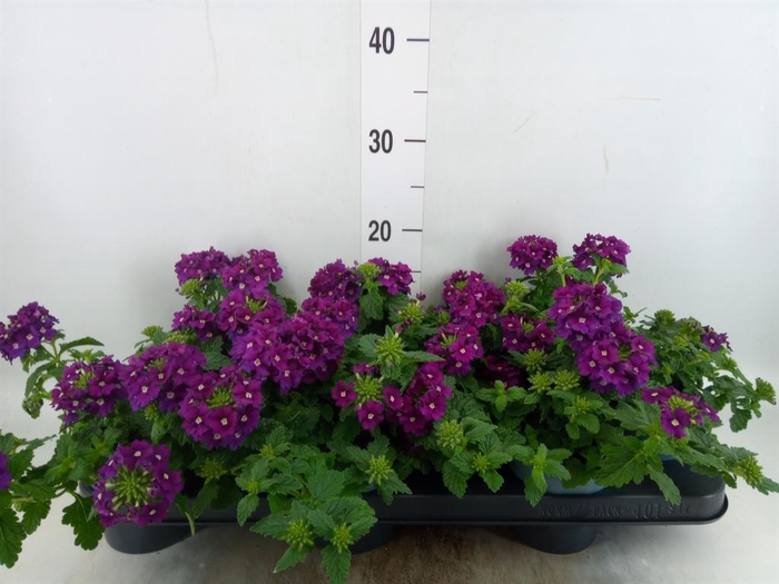 <h4>Verbena  'Lascar Burgundy'</h4>