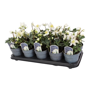 Helleborus n. Christmas Carol 12cm (S+) met etiket