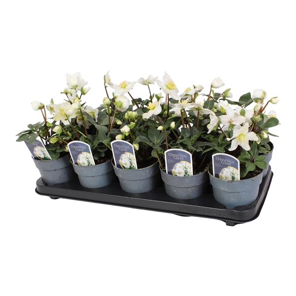 <h4>Helleborus n. Christmas Carol 12 cm (S)</h4>