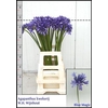 Agapanthus Overig