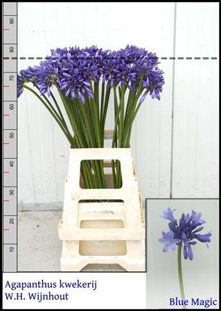 Agapanthus Overig