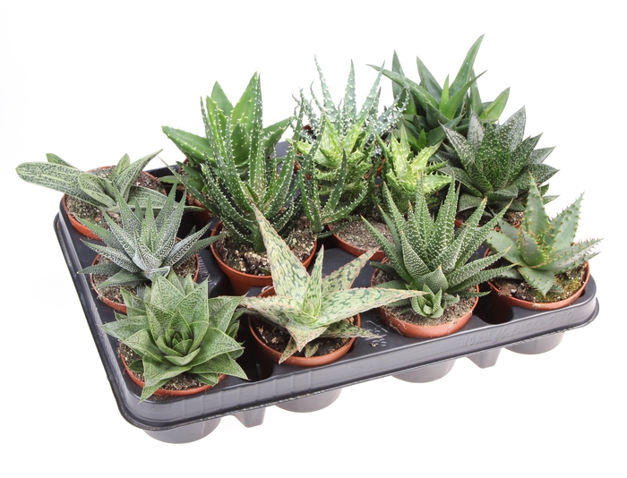 <h4>Aloe haworthia mix</h4>