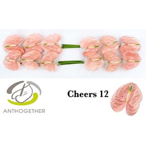 Anth. andr. 'Cheers' x12
