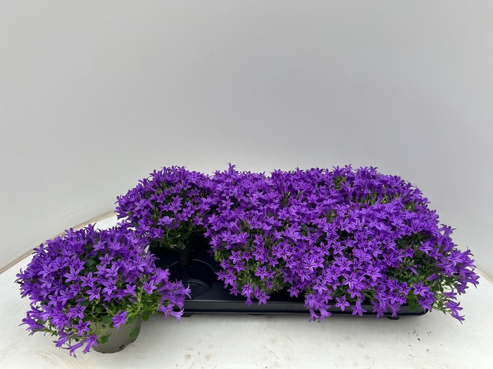 <h4>CAMP POR KRIS</h4>