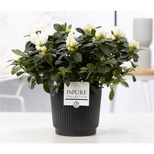 1st class Azalea white in P&PURE Liv ceramics matt black