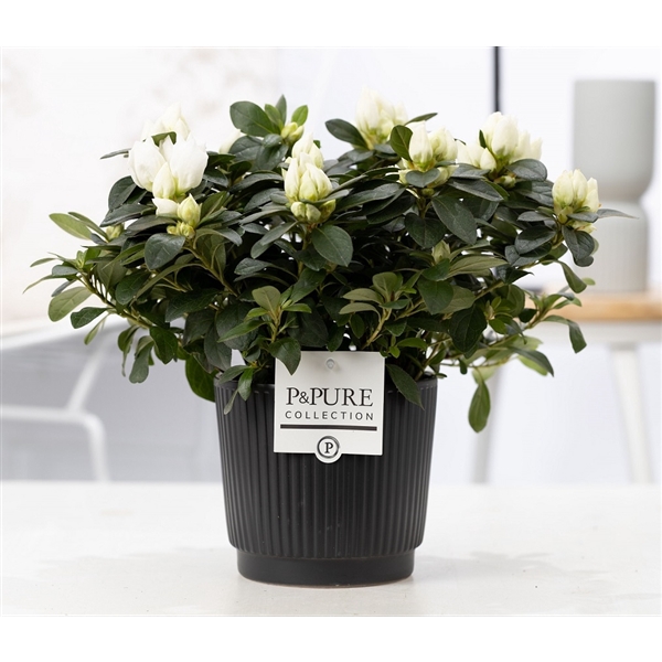 <h4>1st class Azalea white in P&PURE Liv ceramics matt black</h4>