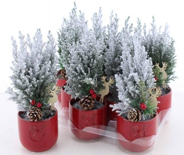 <h4>Cham L Ellwoodii</h4>