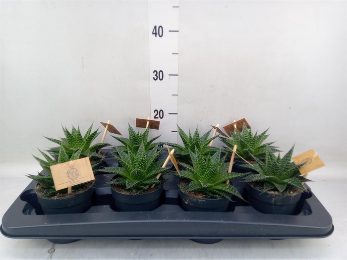 <h4>xGasteraloe 'Aurora'</h4>