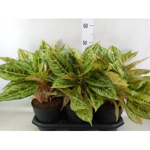Aglaonema   ...