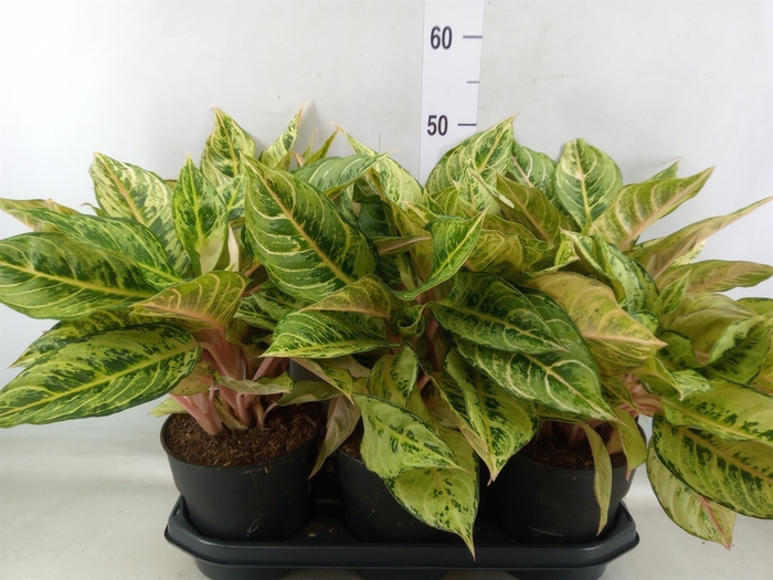 <h4>Aglaonema   ...</h4>