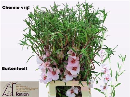 <h4>CLARKIA OV</h4>