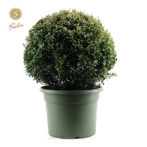 <h4>Ilex crenata Ball Ø60cm P40</h4>